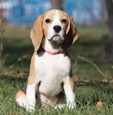 Биглюши в питомнике! Мариуполь