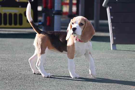 Биглюши в питомнике! Мариуполь
