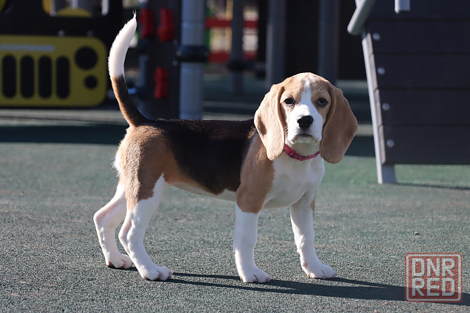 Биглюши в питомнике! Мариуполь - изображение 5