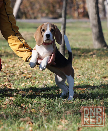 Биглюши в питомнике! Мариуполь - изображение 4