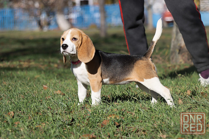 Биглюши в питомнике! Мариуполь - изображение 2