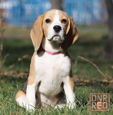 Биглюши в питомнике! Мариуполь - изображение 1