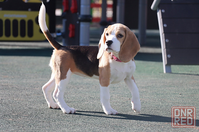 Биглюши в питомнике! Мариуполь - изображение 3