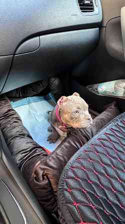 Американский булли щенок Донецк