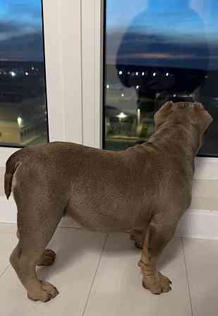 Американский булли щенок Донецк