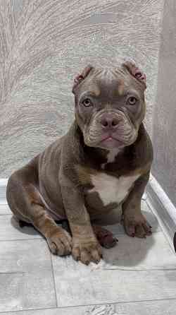 Американский булли щенок Донецк
