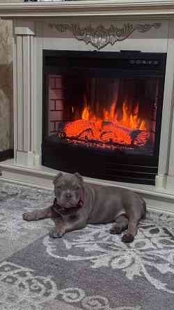 Американский булли щенок Донецк