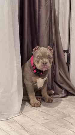 Американский булли щенок Донецк