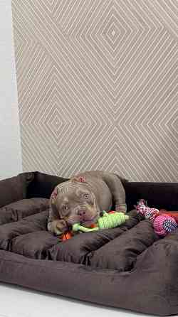 Американский булли щенок Донецк