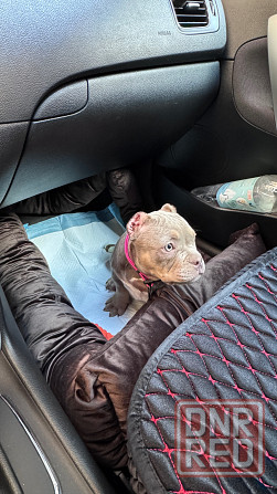 Американский булли щенок Донецк - изображение 5