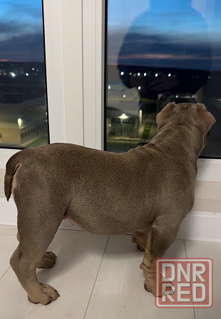 Американский булли щенок Донецк - изображение 3