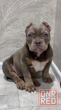 Американский булли щенок Донецк - изображение 1