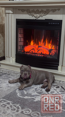 Американский булли щенок Донецк - изображение 2