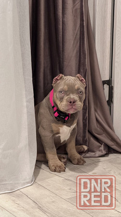 Американский булли щенок Донецк - изображение 4