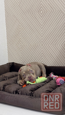 Американский булли щенок Донецк - изображение 6