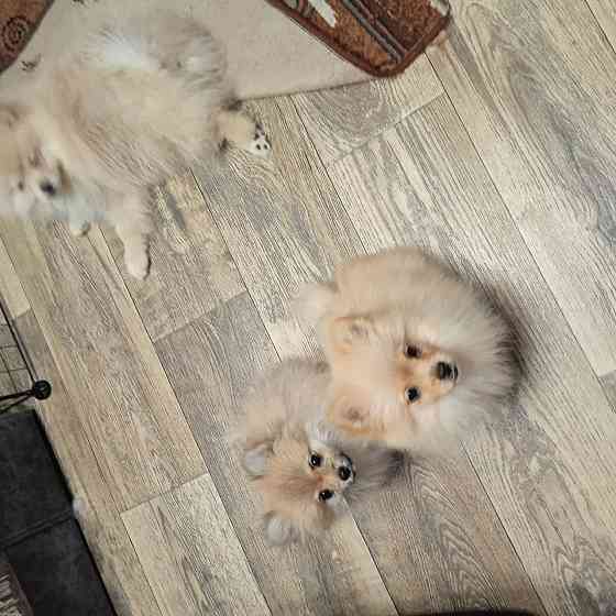 Щенки померанского шпица Донецк