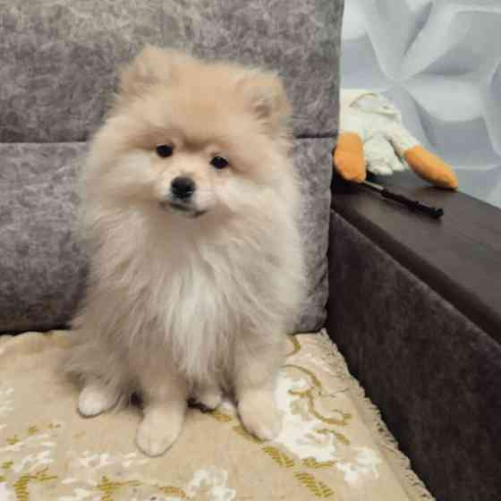 Щенки померанского шпица Донецк