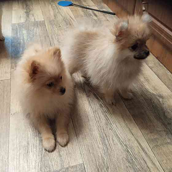 Щенки померанского шпица Донецк