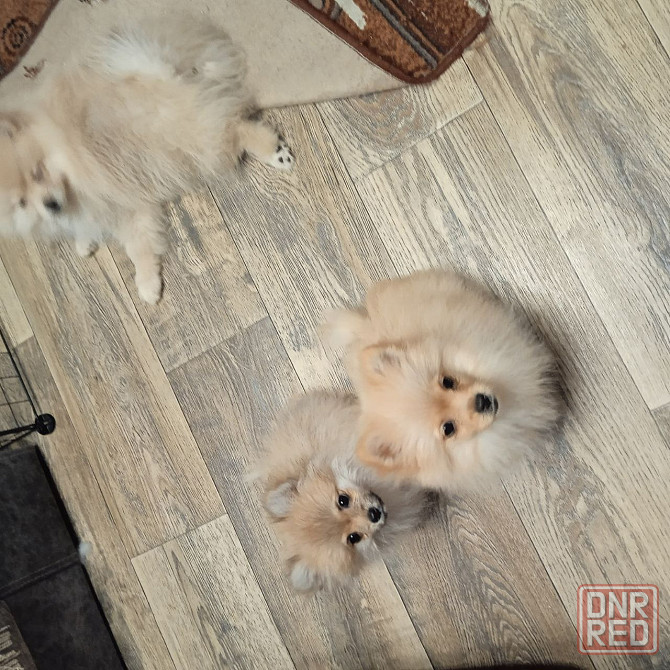 Щенки померанского шпица Донецк - изображение 2