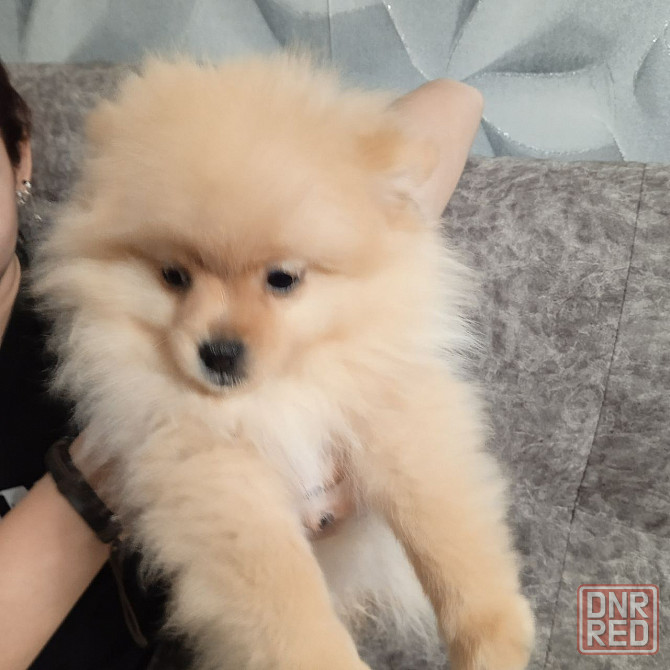 Щенки померанского шпица Донецк - изображение 4