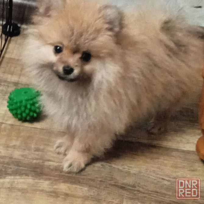 Щенки померанского шпица Донецк - изображение 1