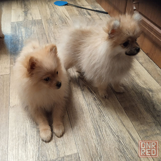 Щенки померанского шпица Донецк - изображение 5