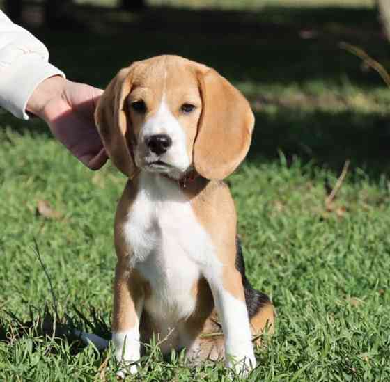 Щенок бигля в питомнике! Луганск