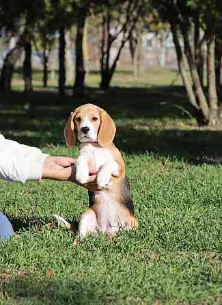 Щенок бигля в питомнике! Луганск