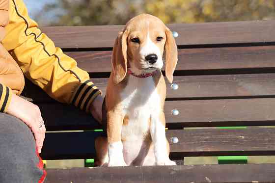 Щенок бигля в питомнике! Луганск