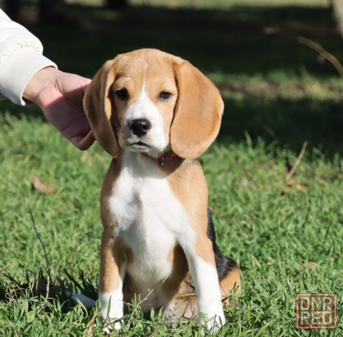 Щенок бигля в питомнике! Луганск - изображение 1