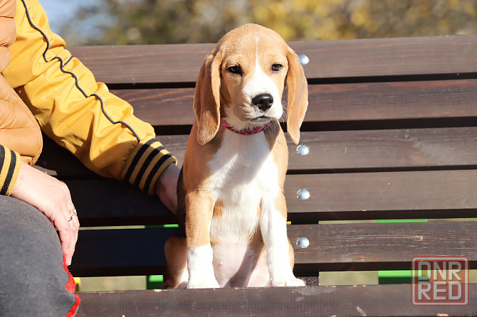 Щенок бигля в питомнике! Луганск - изображение 2