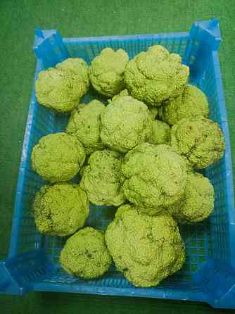 Продам Адамовое яблоко Донецк