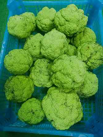 Продам Адамовое яблоко Донецк