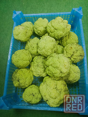 Продам Адамовое яблоко Донецк - изображение 2