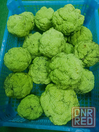 Продам Адамовое яблоко Донецк - изображение 1