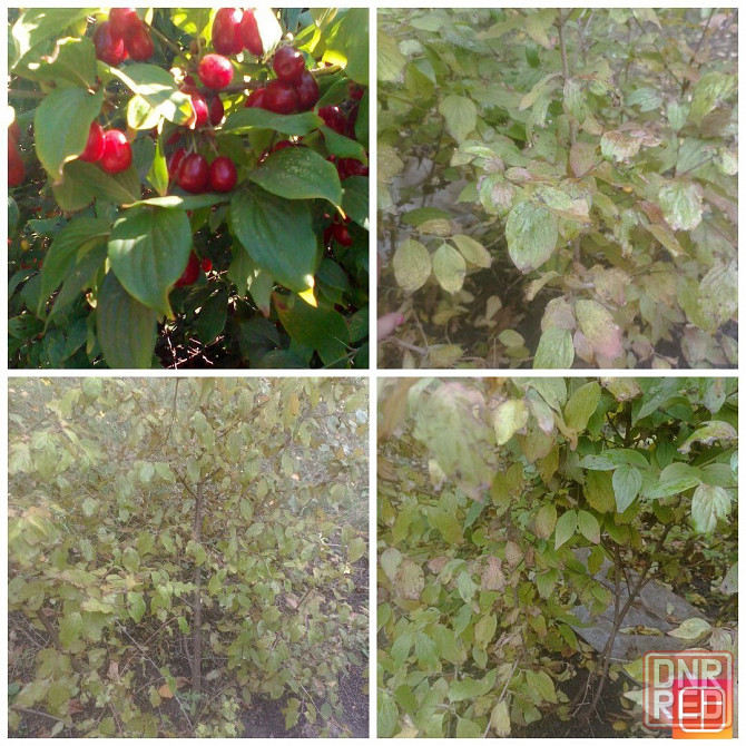 Продам саженцы Кизила Донецк - изображение 1