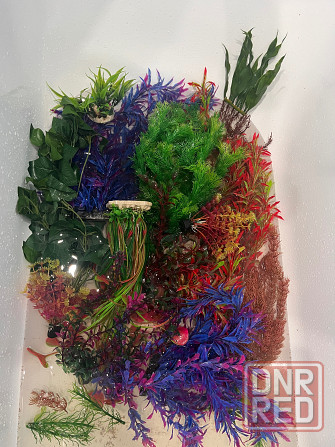 Растения Донецк - изображение 1