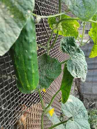 Семена Огурцы старые сорта Мариуполь