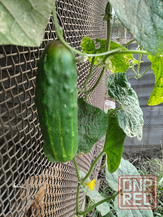 Семена Огурцы старые сорта Мариуполь - изображение 1