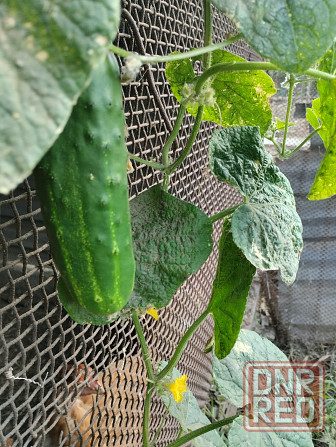 Семена Огурцы старые сорта Мариуполь - изображение 4
