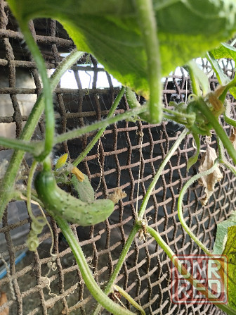 Семена Огурцы старые сорта Мариуполь - изображение 3