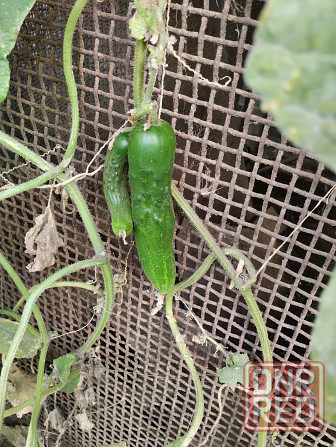 Семена Огурцы старые сорта Мариуполь - изображение 2