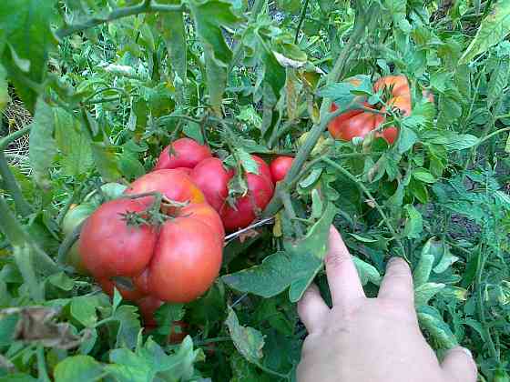 Семена помидор (томаты) Мариуполь