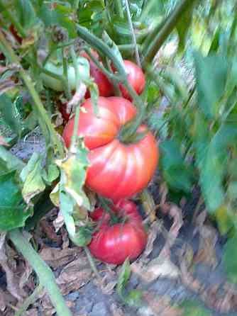 Семена помидор (томаты) Мариуполь