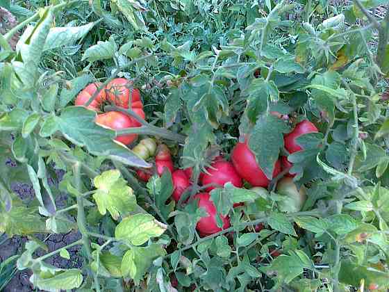 Семена помидор (томаты) Мариуполь