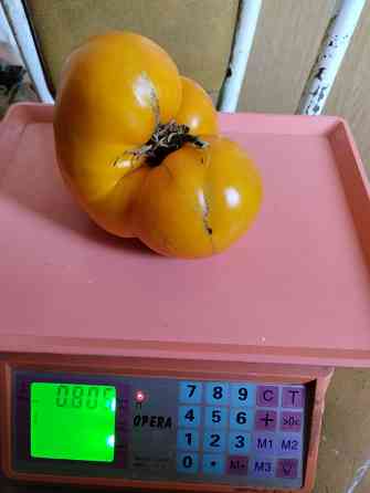 Семена помидор (томаты) Мариуполь