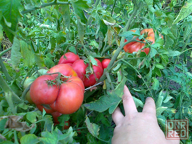 Семена помидор (томаты) Мариуполь - изображение 4