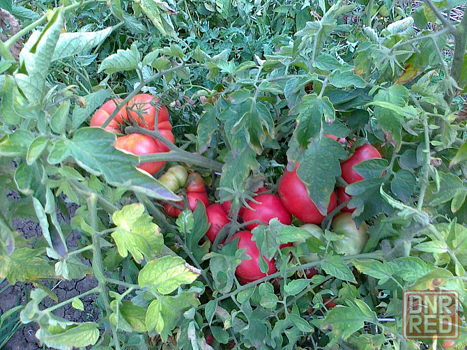 Семена помидор (томаты) Мариуполь - изображение 3