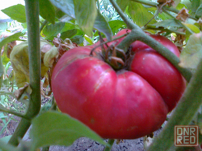 Семена помидор (томаты) Мариуполь - изображение 2