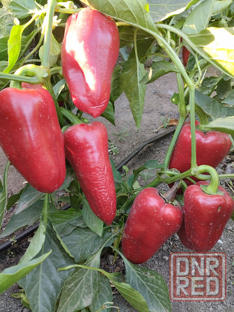 Семена сладкий перец Подарок Молдовы Мариуполь - изображение 1
